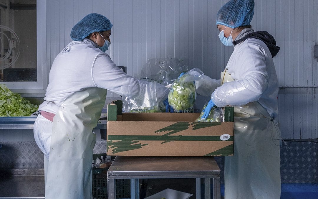 Beneficios de comprar frutas y verduras de temporada 6 distribucion lechugas y verduras malaga