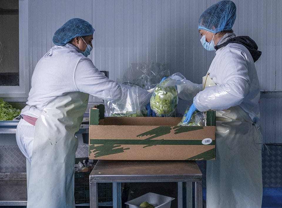 distribucion lechugas y verduras malaga