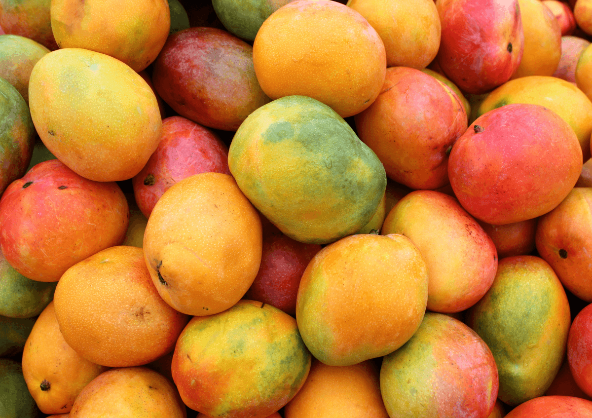 Frutas tropicales ¿Cuáles son?: Transporte especializado y usos 6 mango fruta tropical